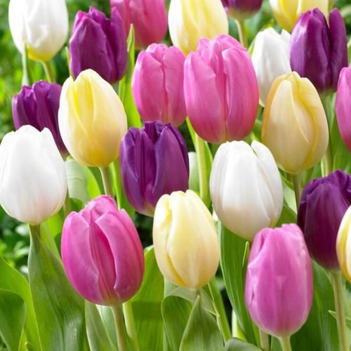 Tulip Philly Pastel Mix Tulip Philly Pastel Mix