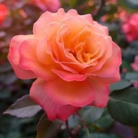 Vibrant Gradient Rose